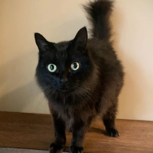 Wendell Animal Hospital Veterinary Hospital Dogs Cats Exotics