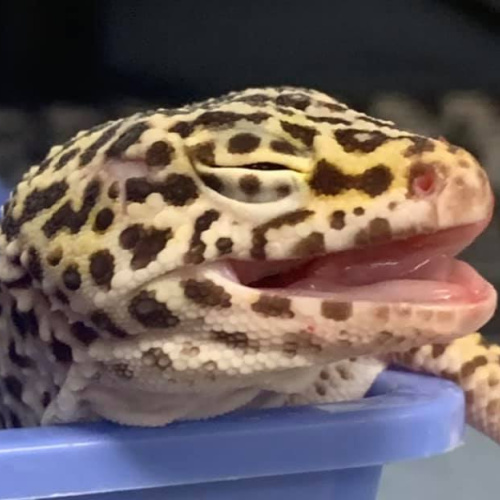 Wendell Animal Hospital Veterinary Hospital Dogs Cats Exotics