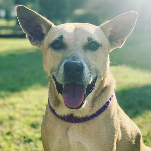 Wendell Animal Hospital Veterinary Hospital Dogs Cats Exotics