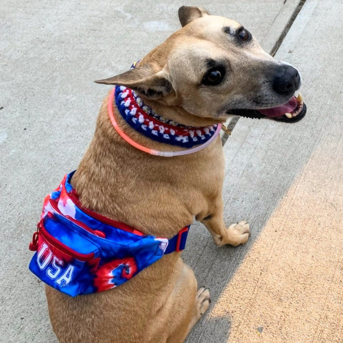 Wendell Animal Hospital Veterinary Hospital Dogs Cats Exotics