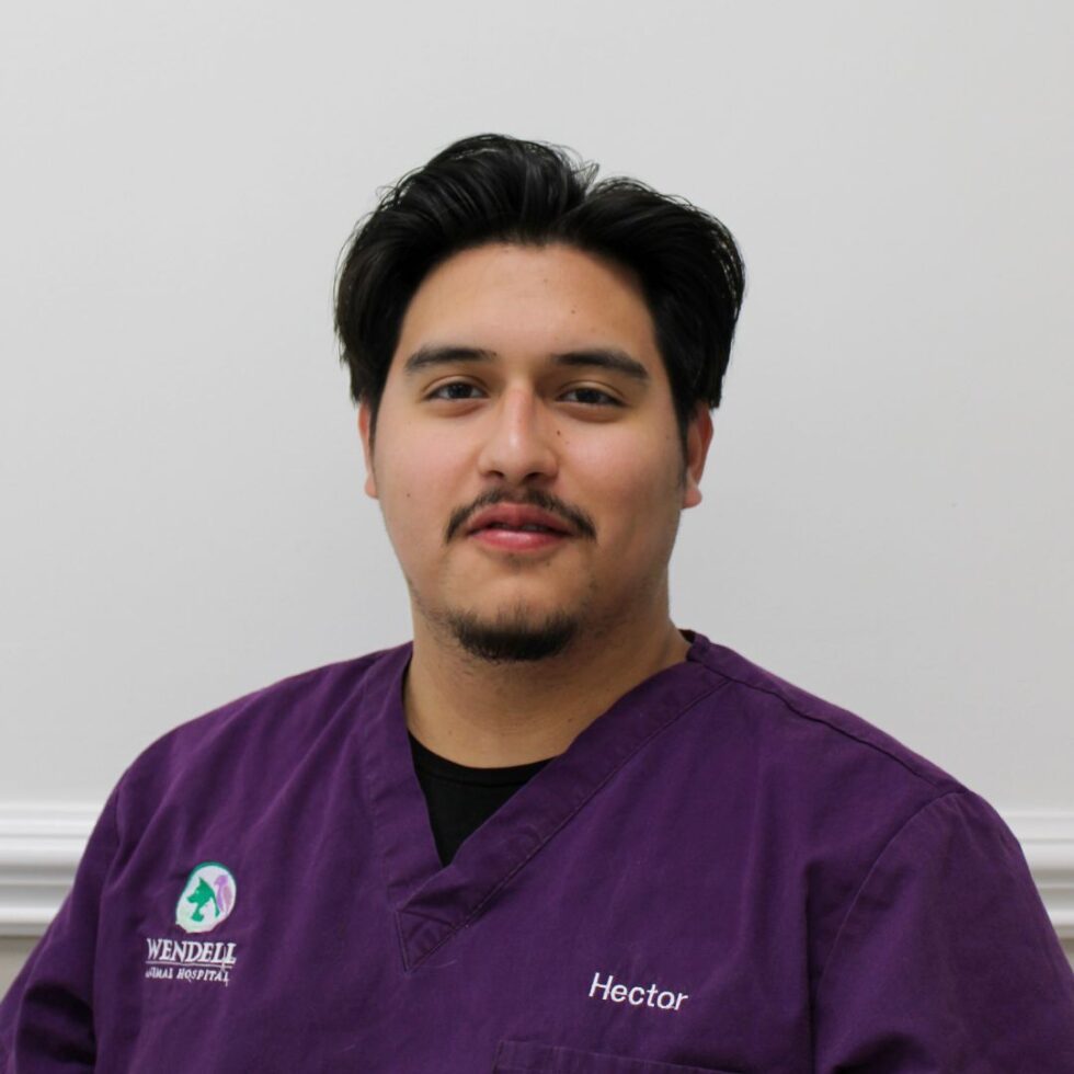 Meet Our Staff Wendell Animal Hospital