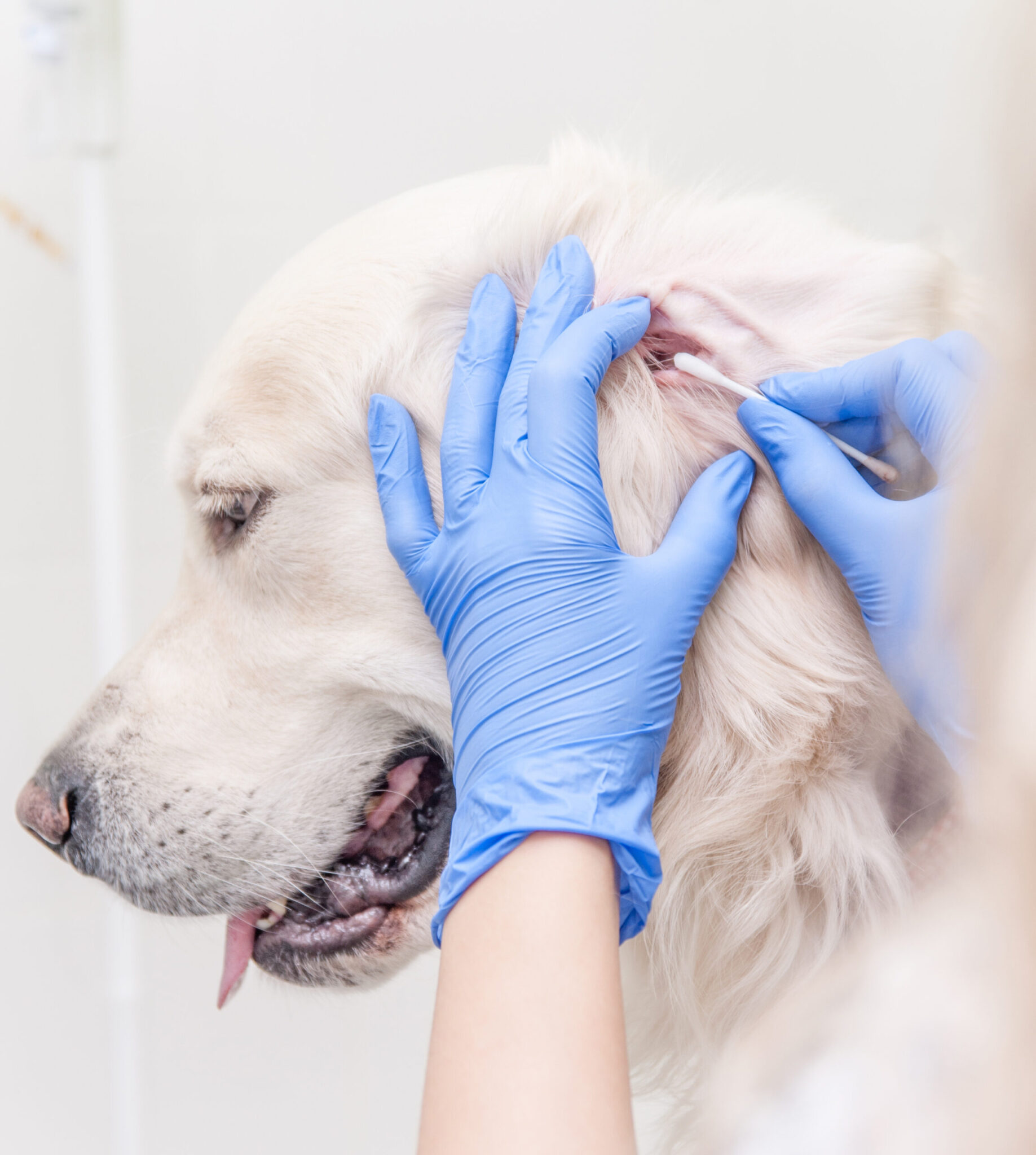 Wendell, NC Veterinary Hospital Wendell Animal Hospital